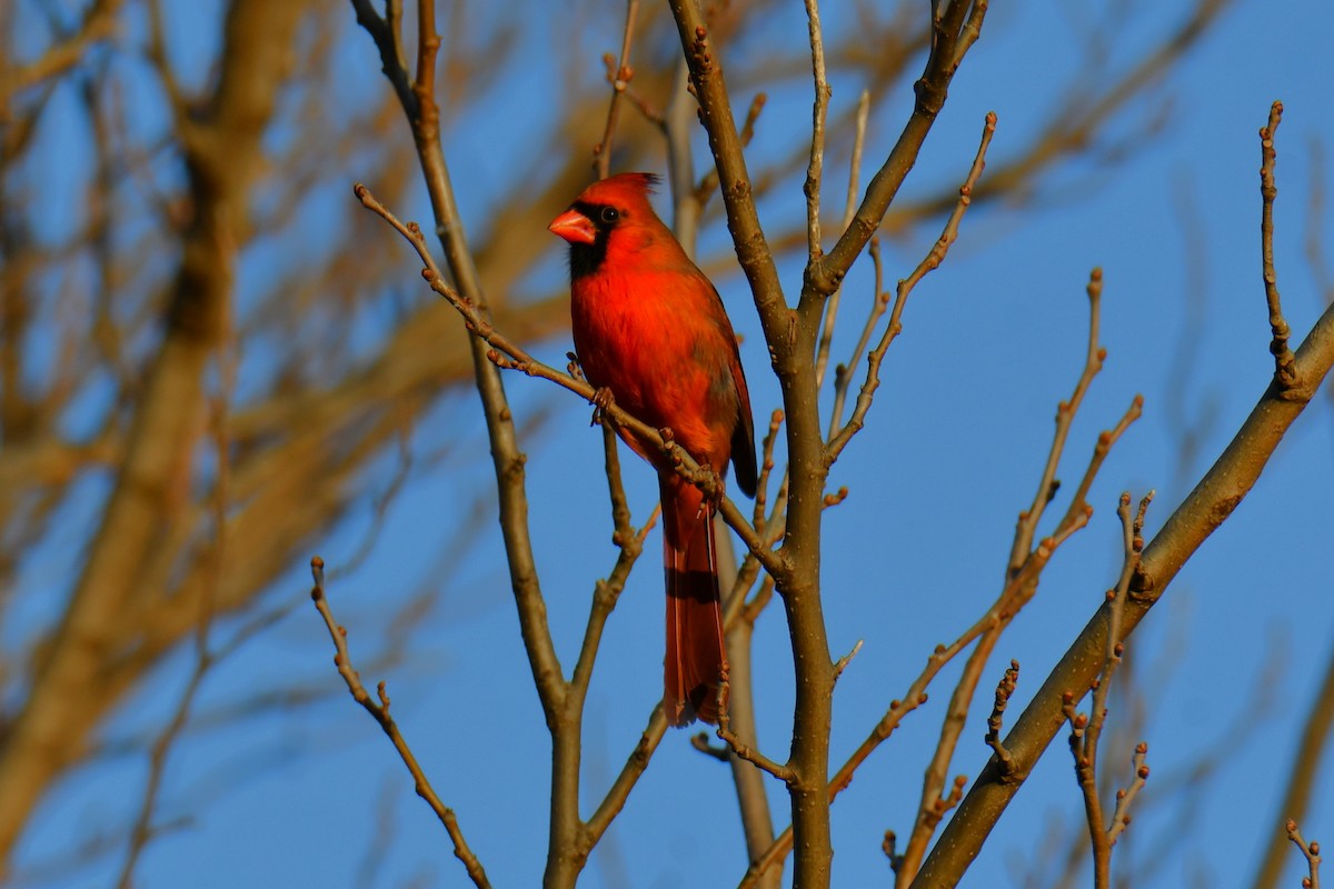 Northern Cardinal - ML647886634