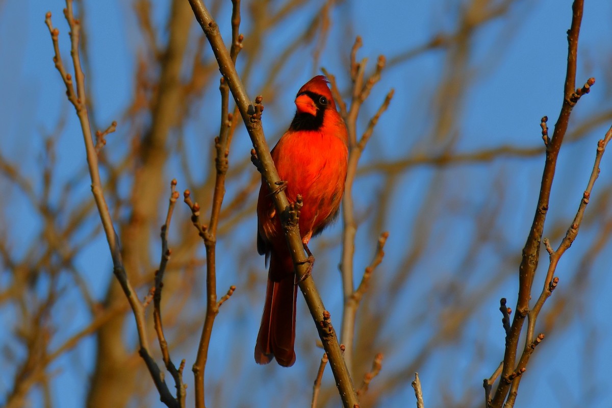 Northern Cardinal - ML647886635