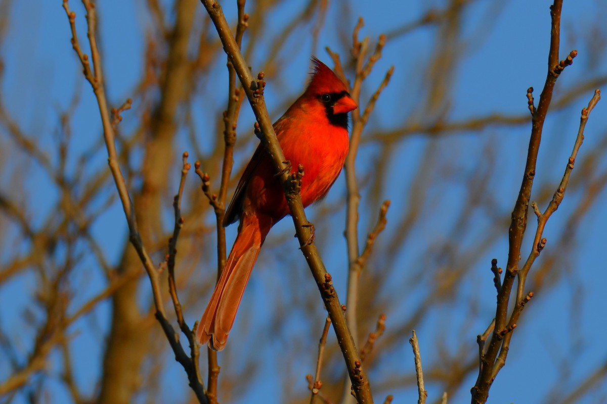 Northern Cardinal - ML647886636