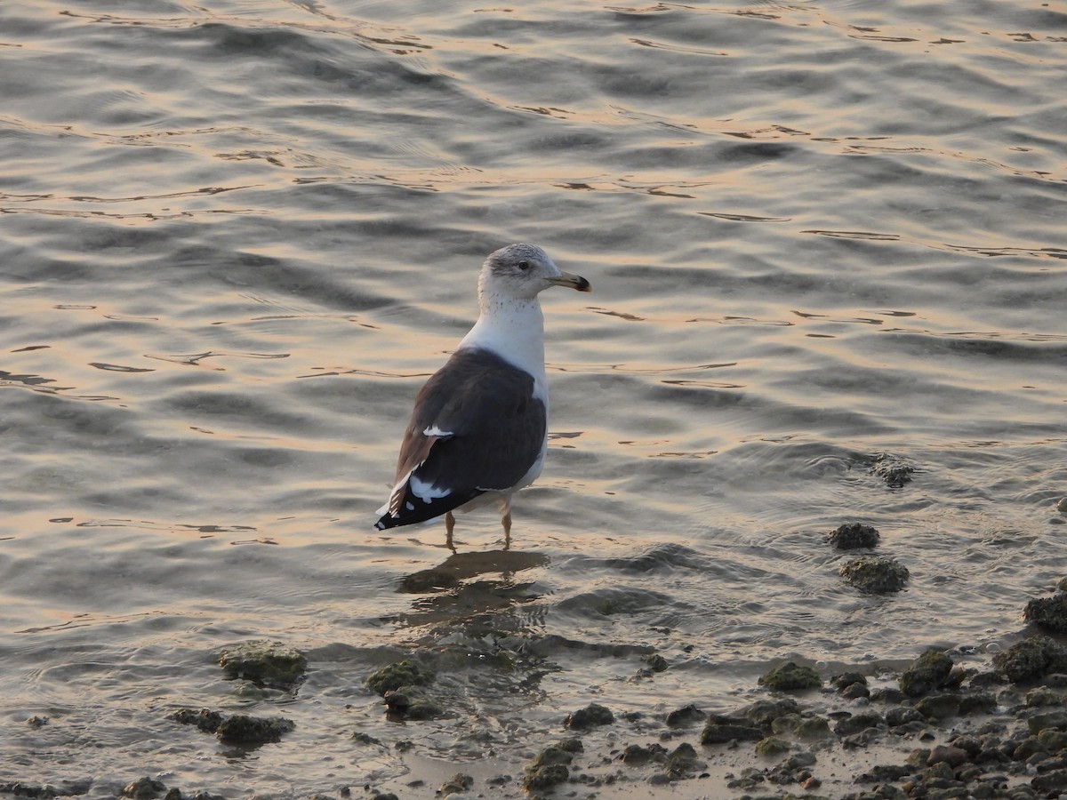 ニシセグロカモメ（亜種 ホイグリンカモメ） - ML647886677