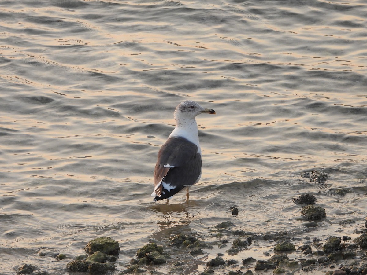 ニシセグロカモメ（亜種 ホイグリンカモメ） - ML647886678