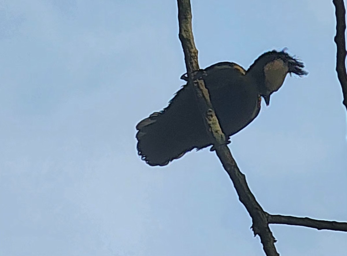 Heart-spotted Woodpecker - ML647886712