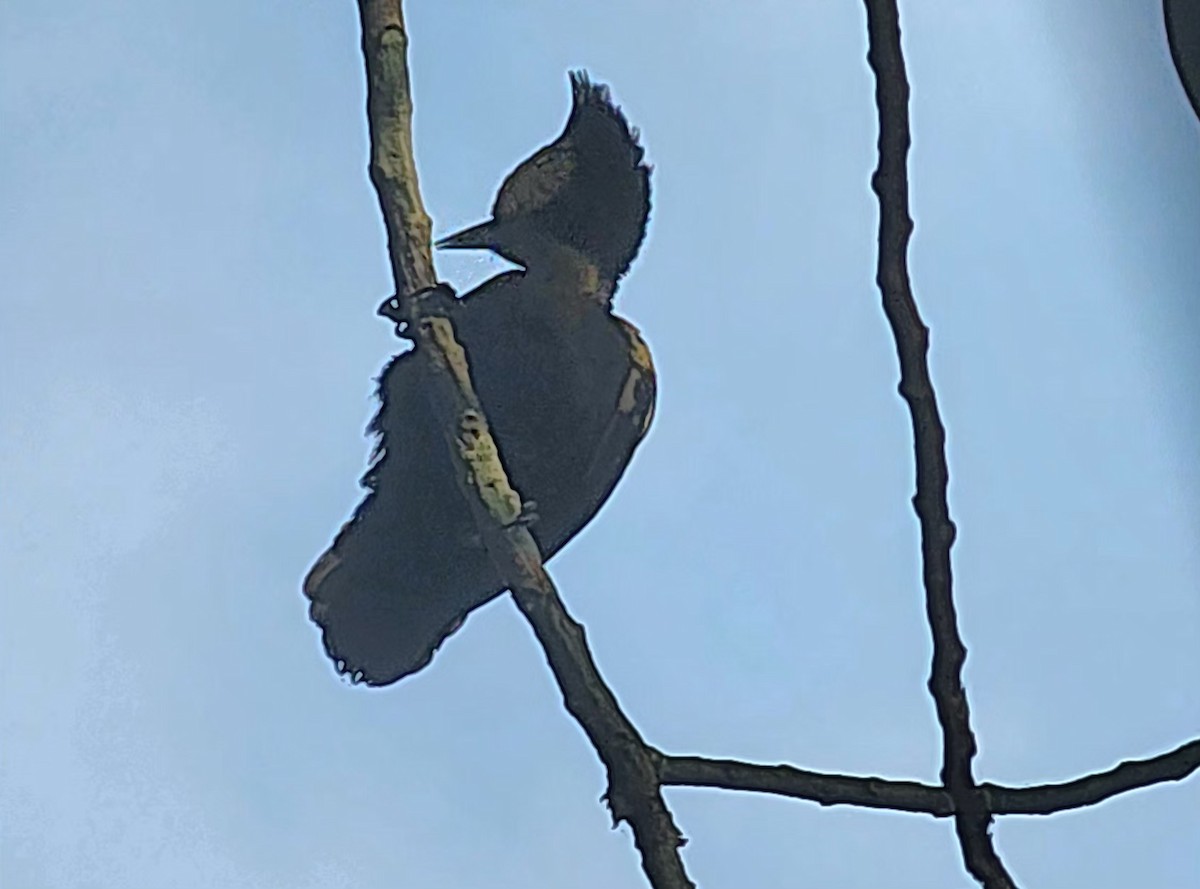 Heart-spotted Woodpecker - ML647886713