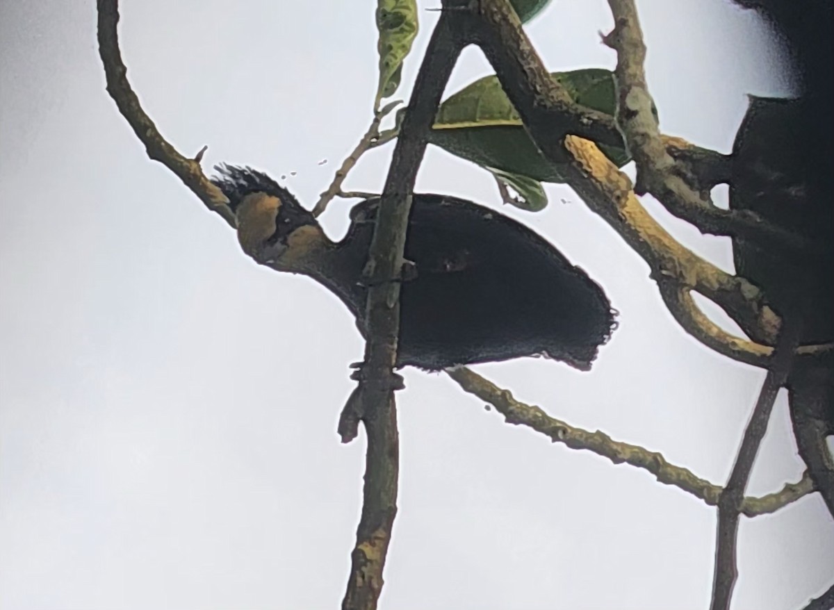 Heart-spotted Woodpecker - ML647886714