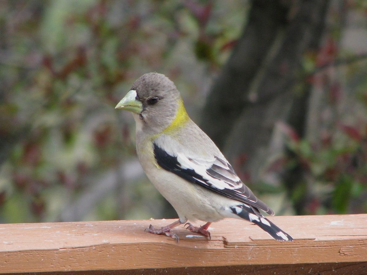 Evening Grosbeak - ML647886732