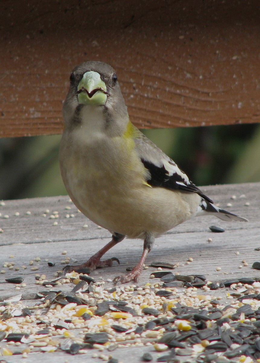 Evening Grosbeak - ML647886733