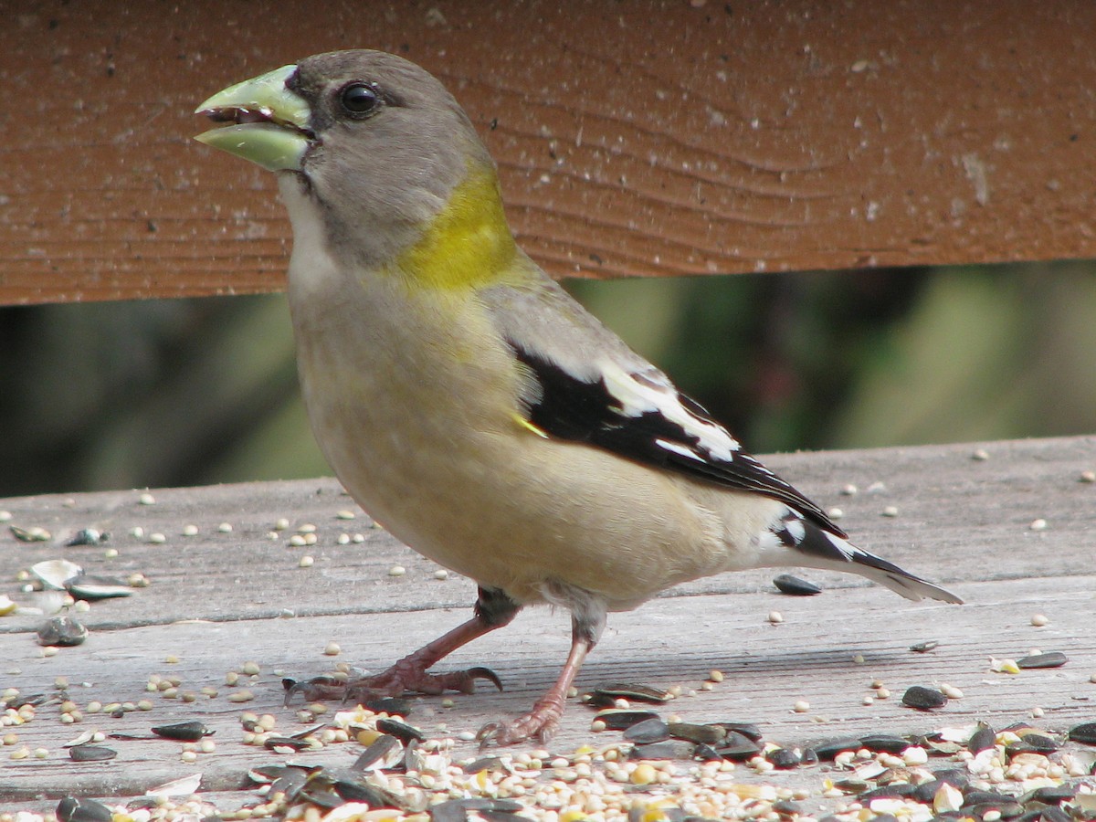 Evening Grosbeak - ML647886734