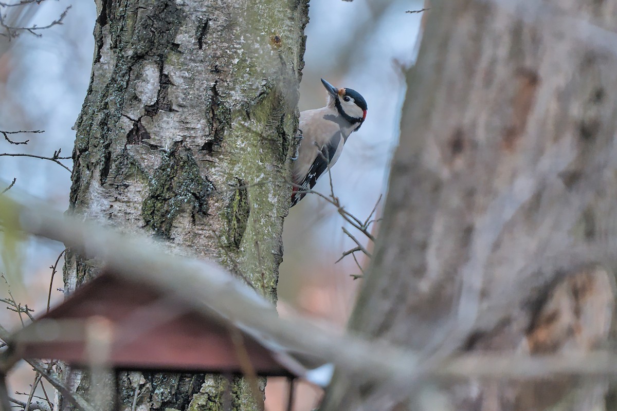 flaggspett - ML647886747