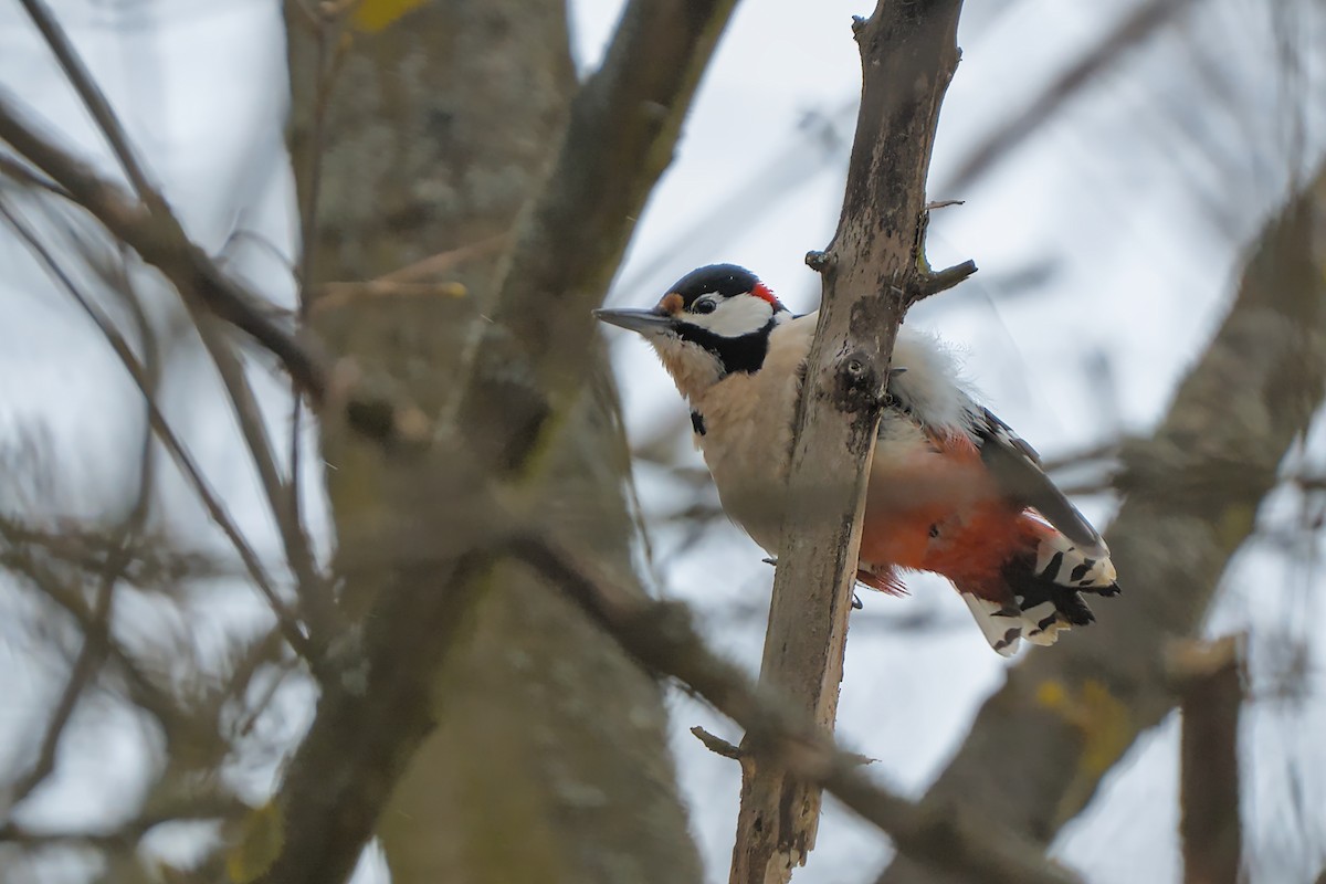 flaggspett - ML647886748