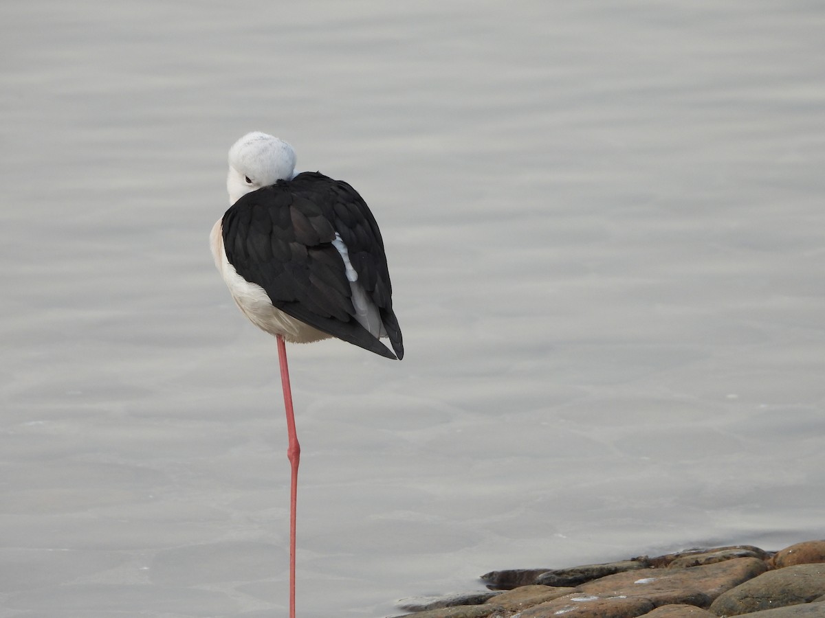 stylteløper - ML647886749