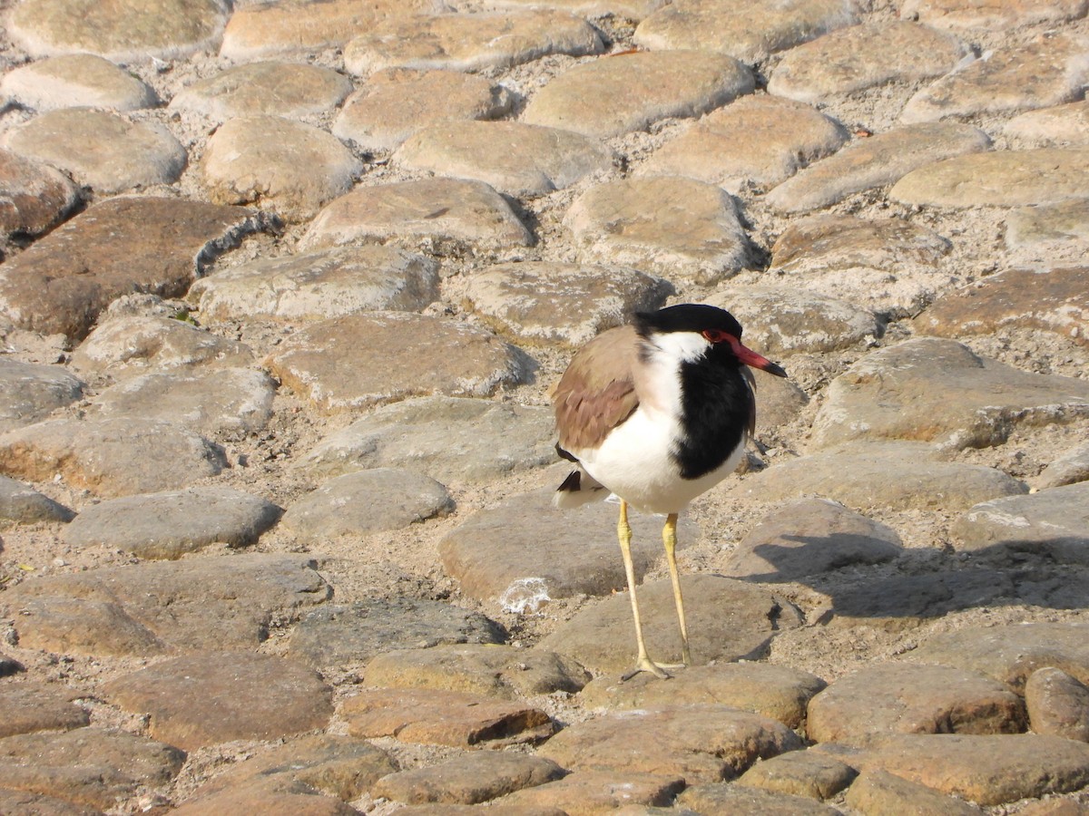 brillevipe - ML647886750