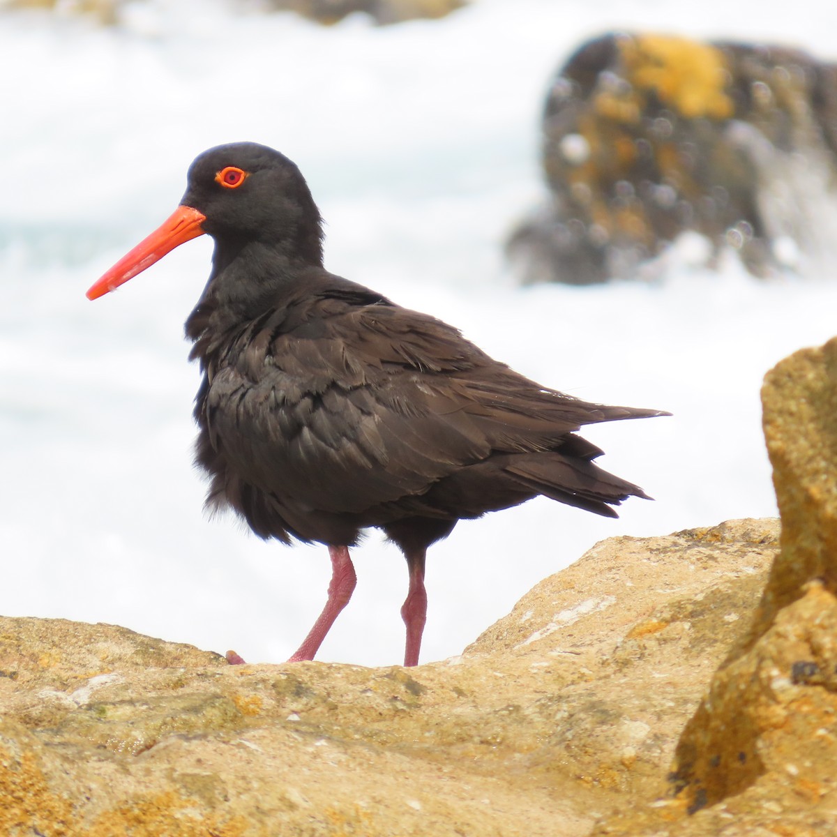 sottjeld - ML647886765