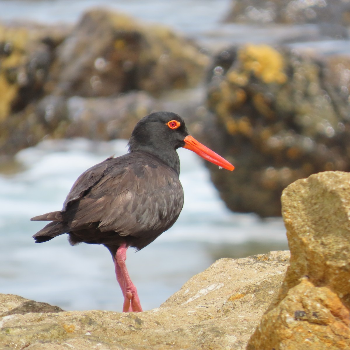 sottjeld - ML647886766