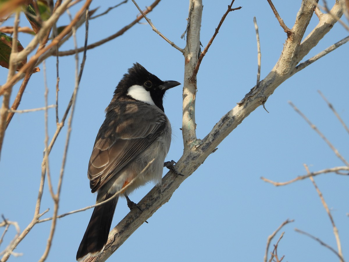 hvitørebylbyl - ML647886767