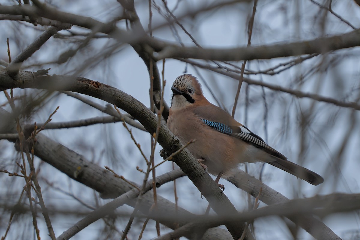 nøtteskrike - ML647886768