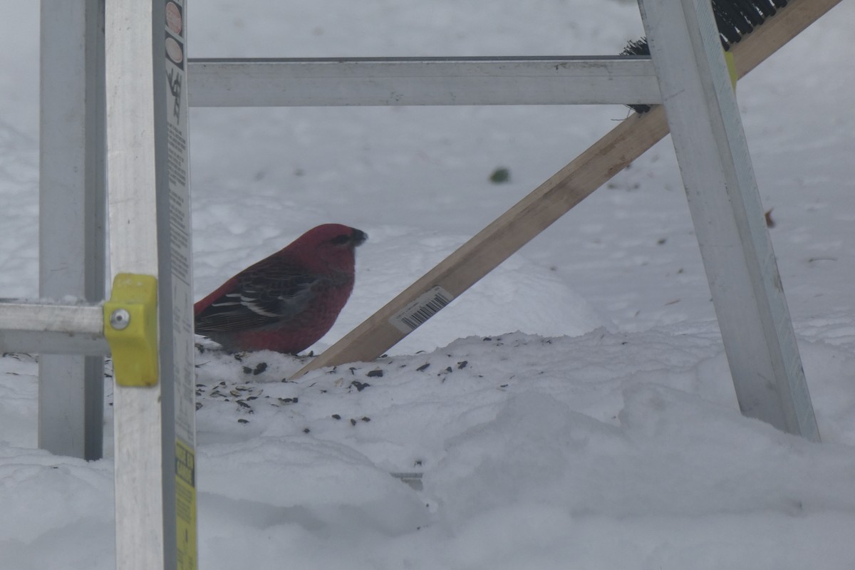 konglebit - ML647886769