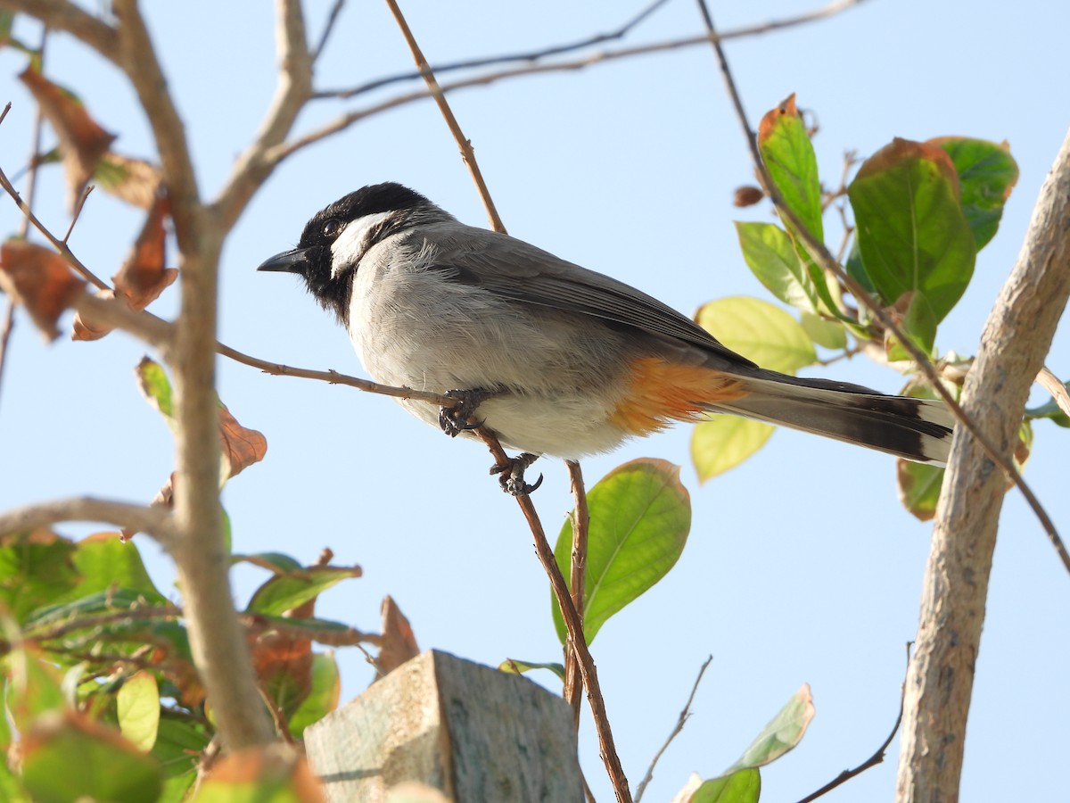 hvitørebylbyl - ML647886770