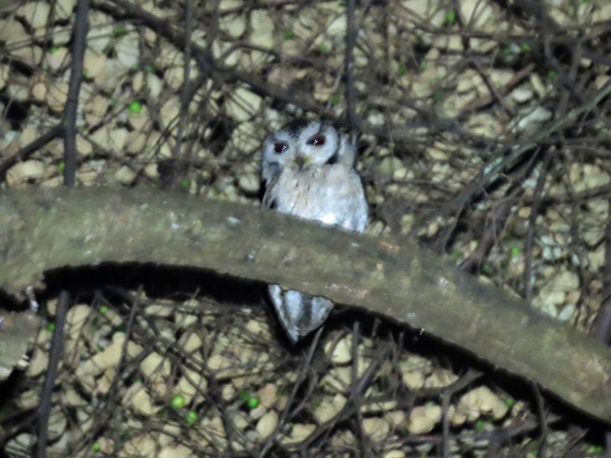 orientugle - ML647886771