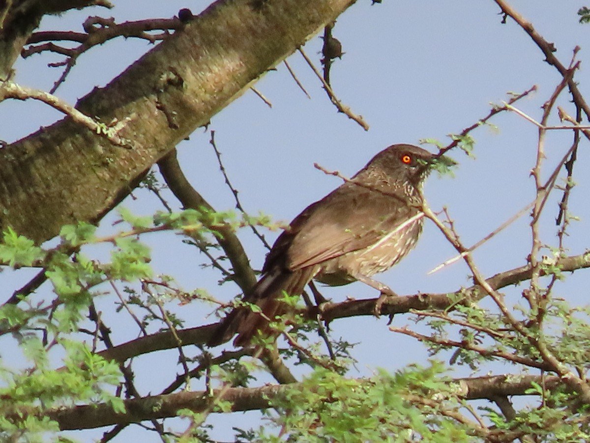 pilskriketrost - ML647886772