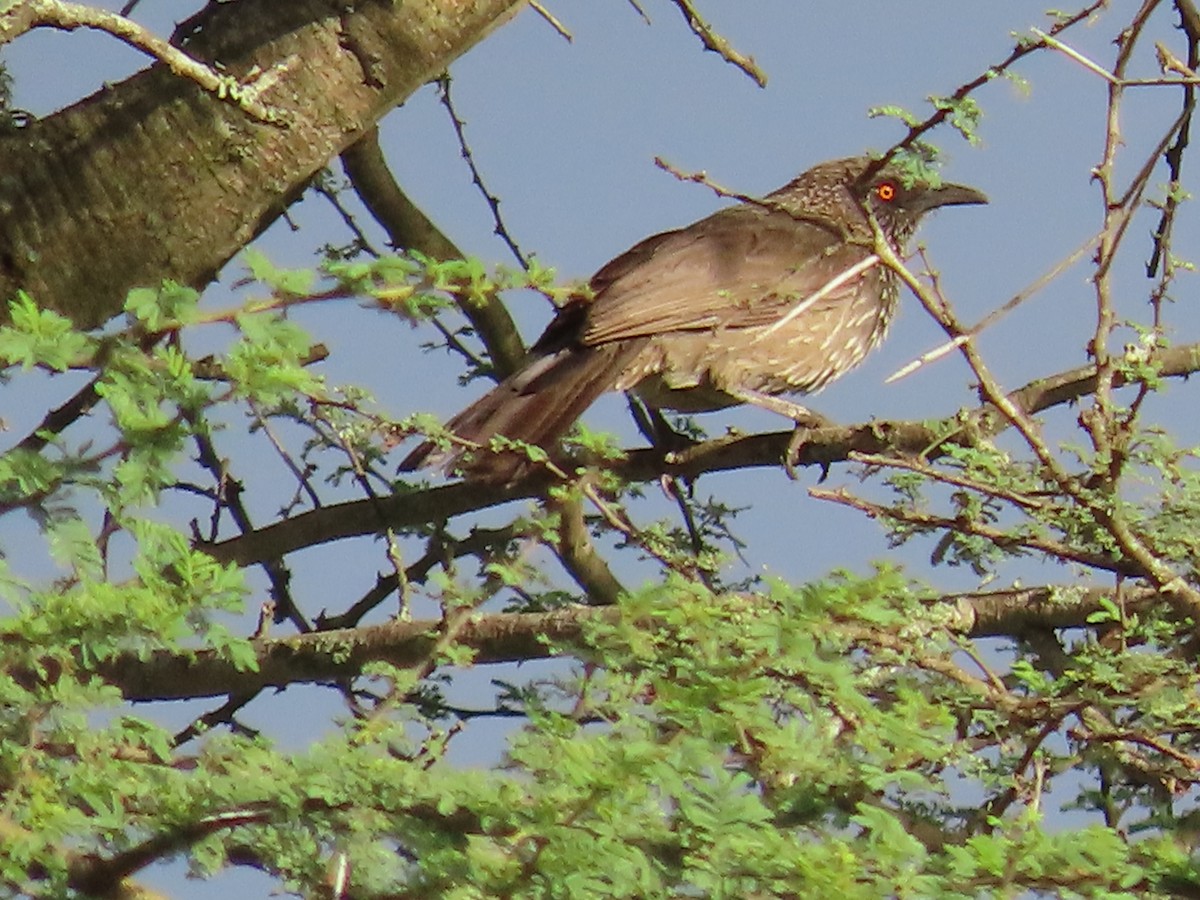 pilskriketrost - ML647886773