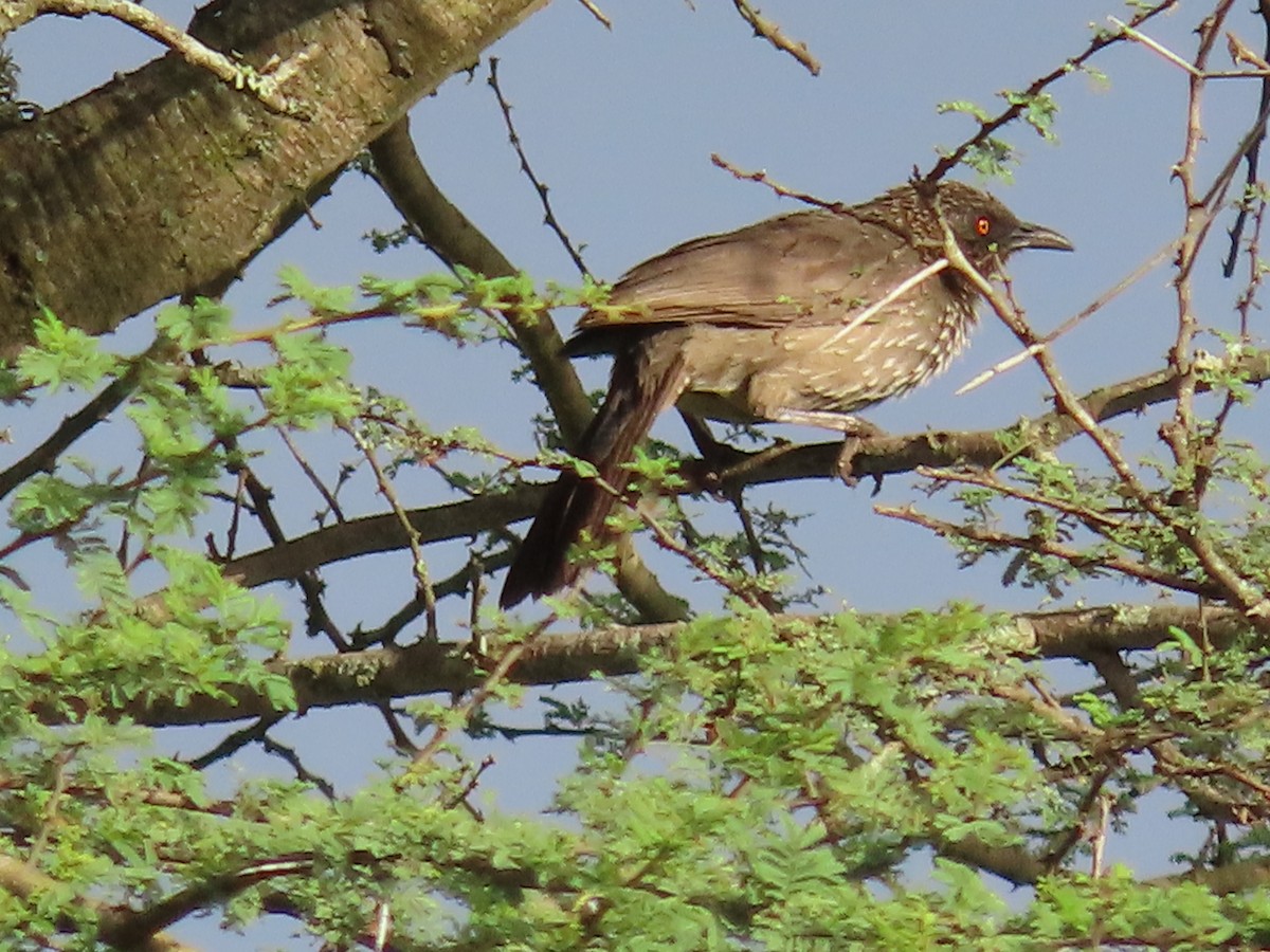 pilskriketrost - ML647886774