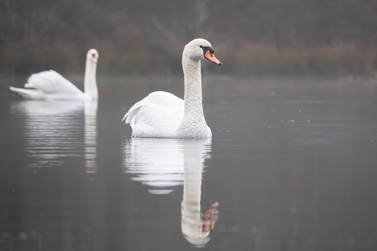 knoppsvane - ML647886775