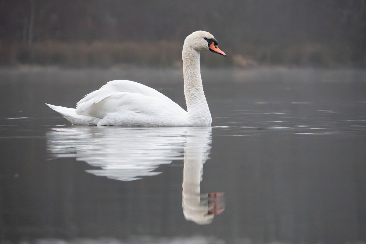 knoppsvane - ML647886776