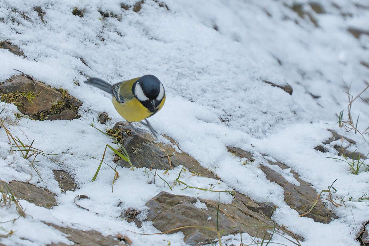 kjøttmeis - ML647886778