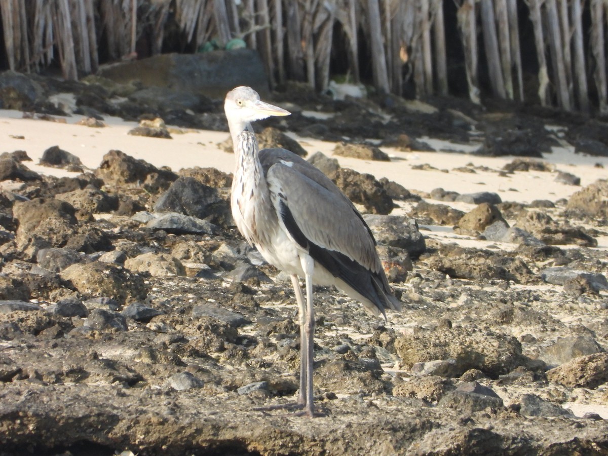 gråhegre - ML647886779