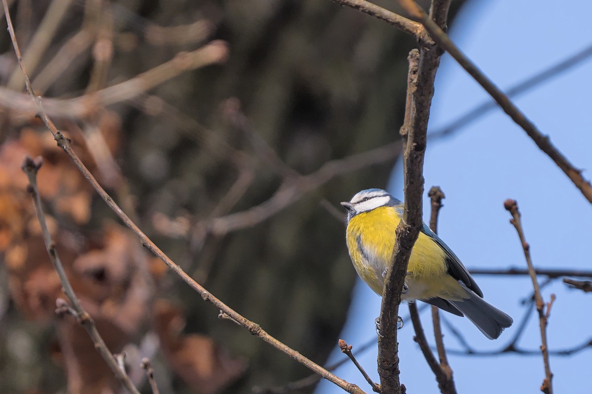 blåmeis - ML647886780