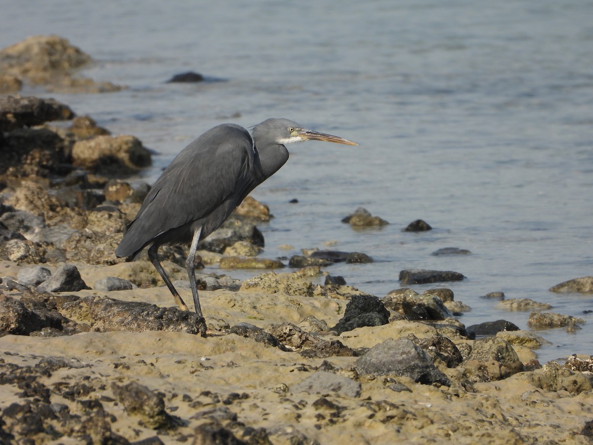 strandhegre - ML647886781