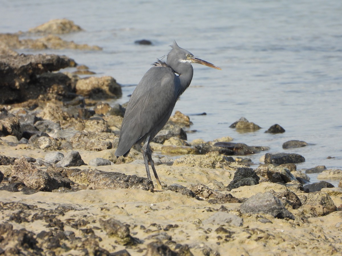 strandhegre - ML647886782