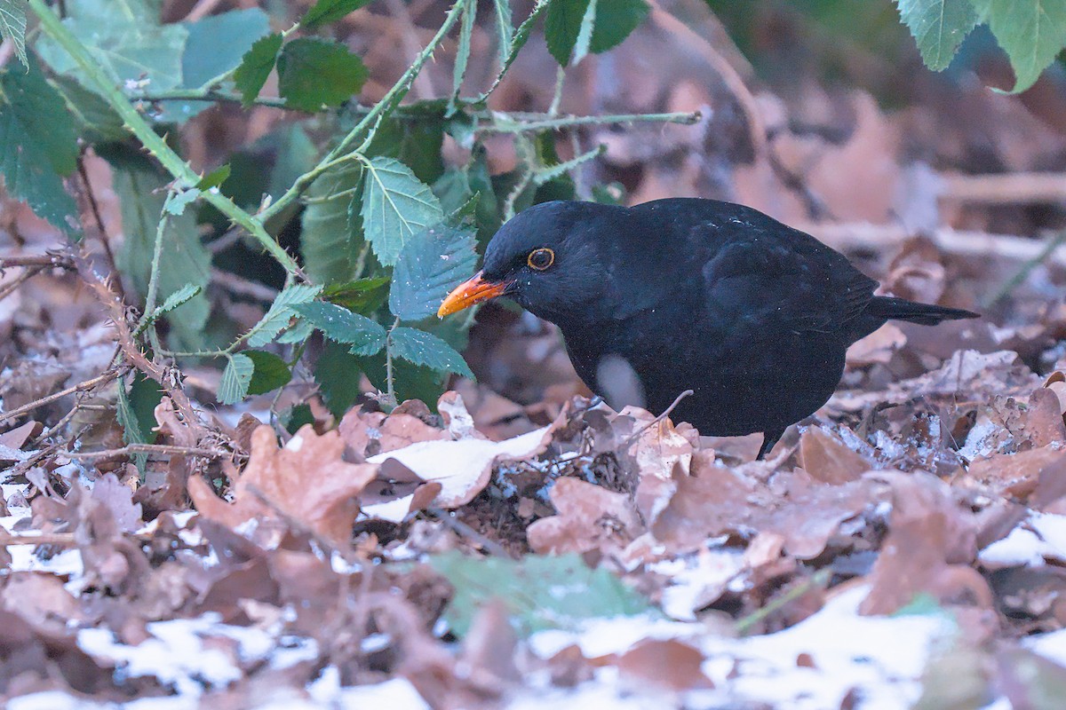 svarttrost - ML647886783