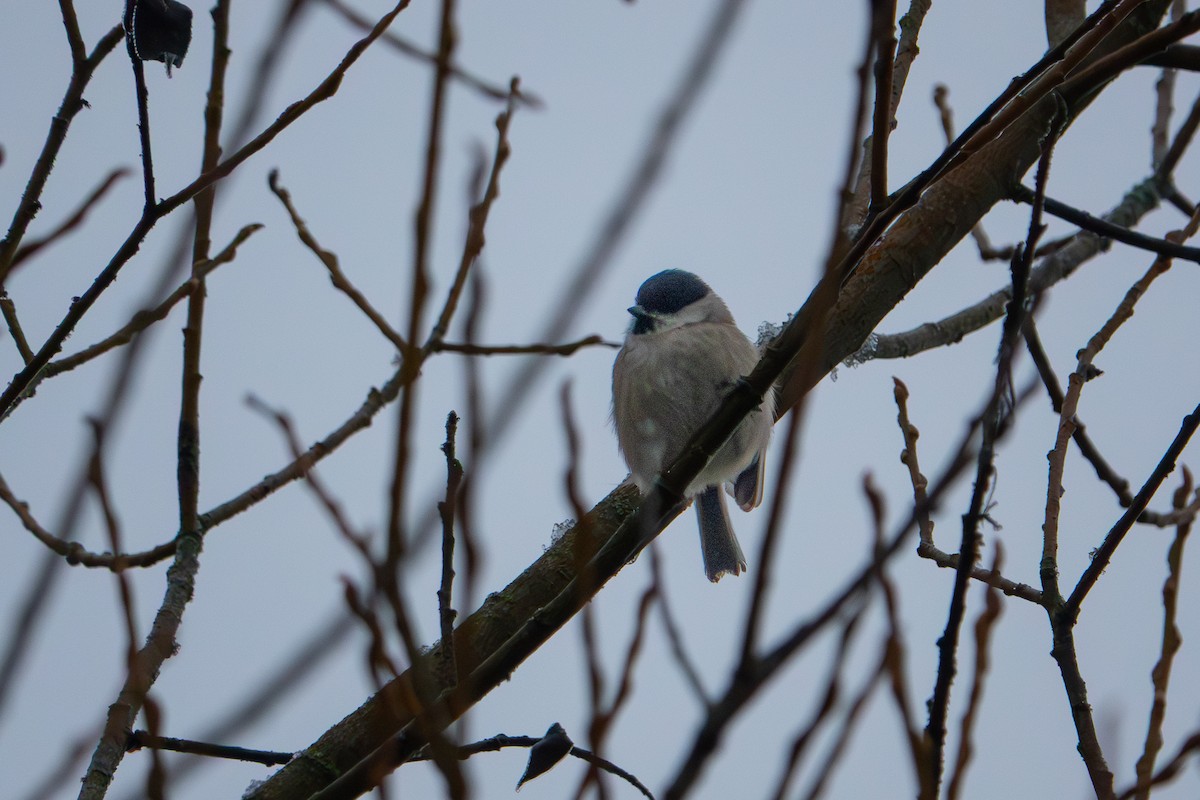 løvmeis - ML647886784