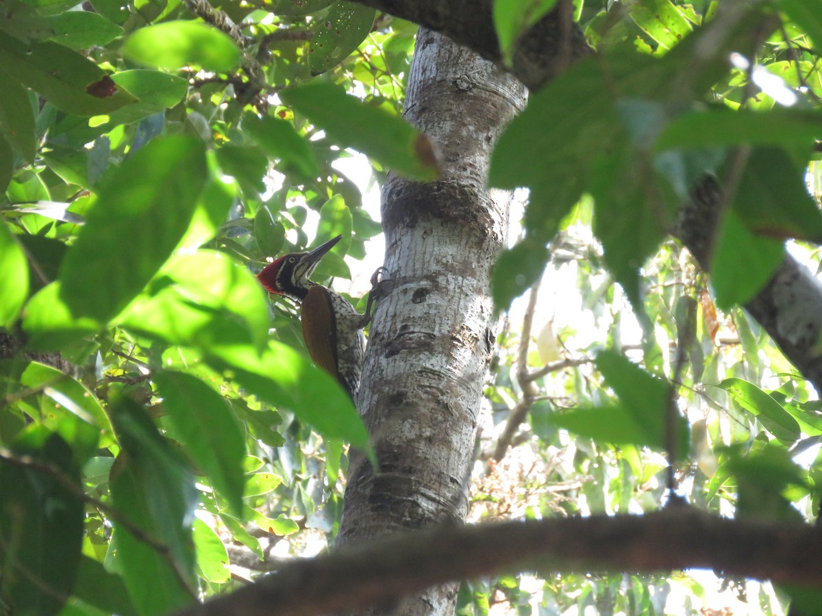 maharajaspett - ML647886785