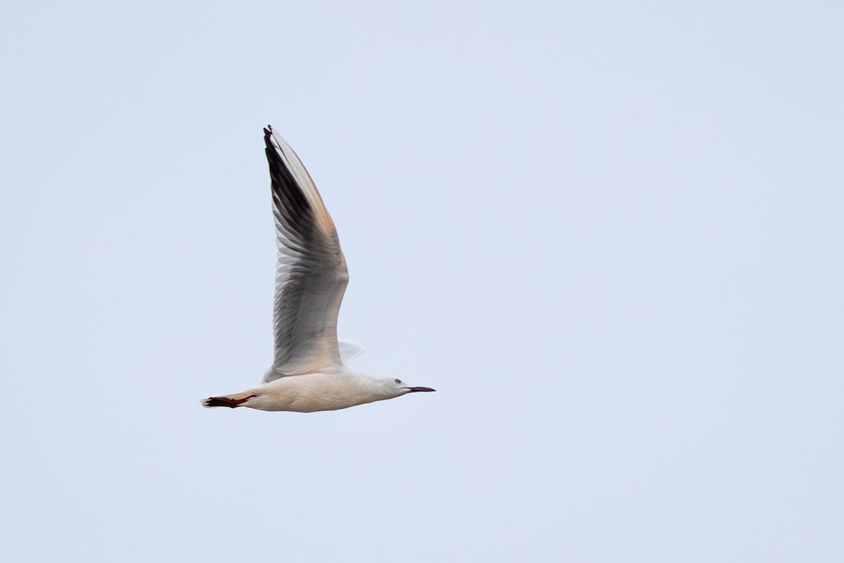 smalnebbmåke - ML647886786