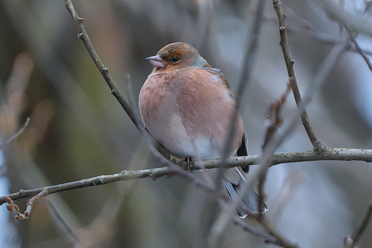 bokfink - ML647886787