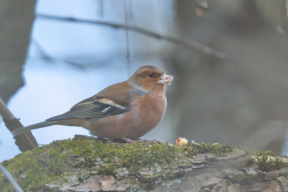 bokfink - ML647886788