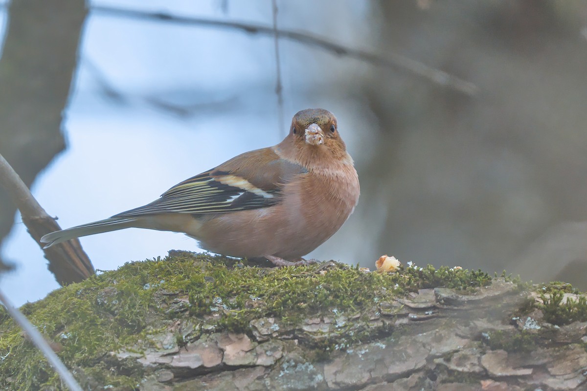 bokfink - ML647886789