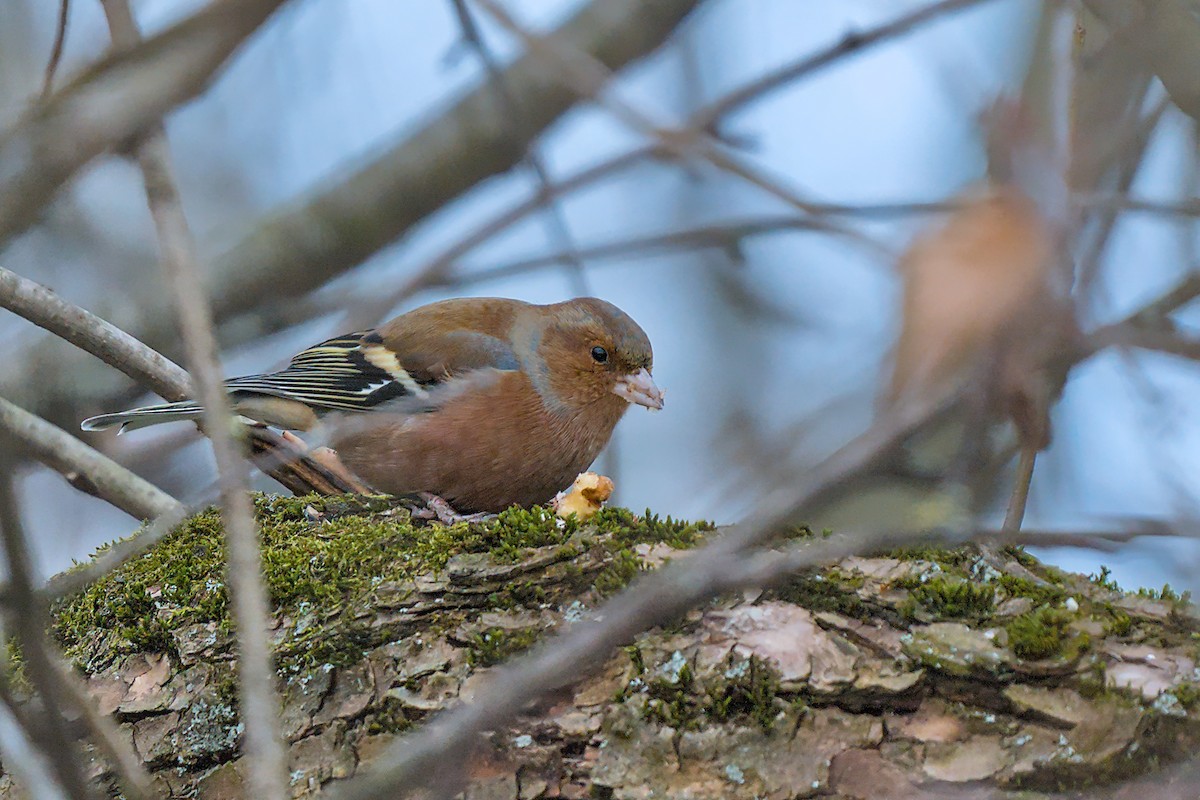 bokfink - ML647886790