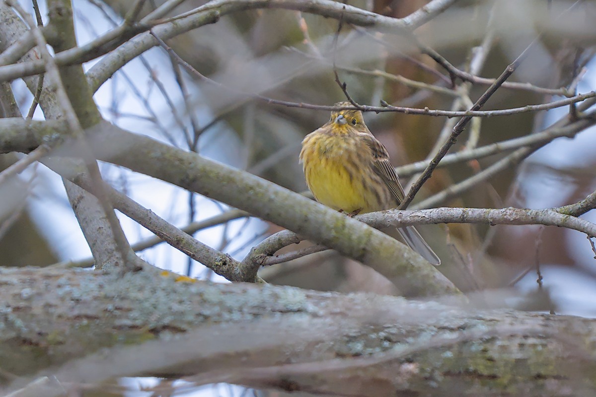 stillits - ML647886791