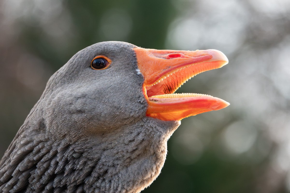 Graylag Goose - ML647886792