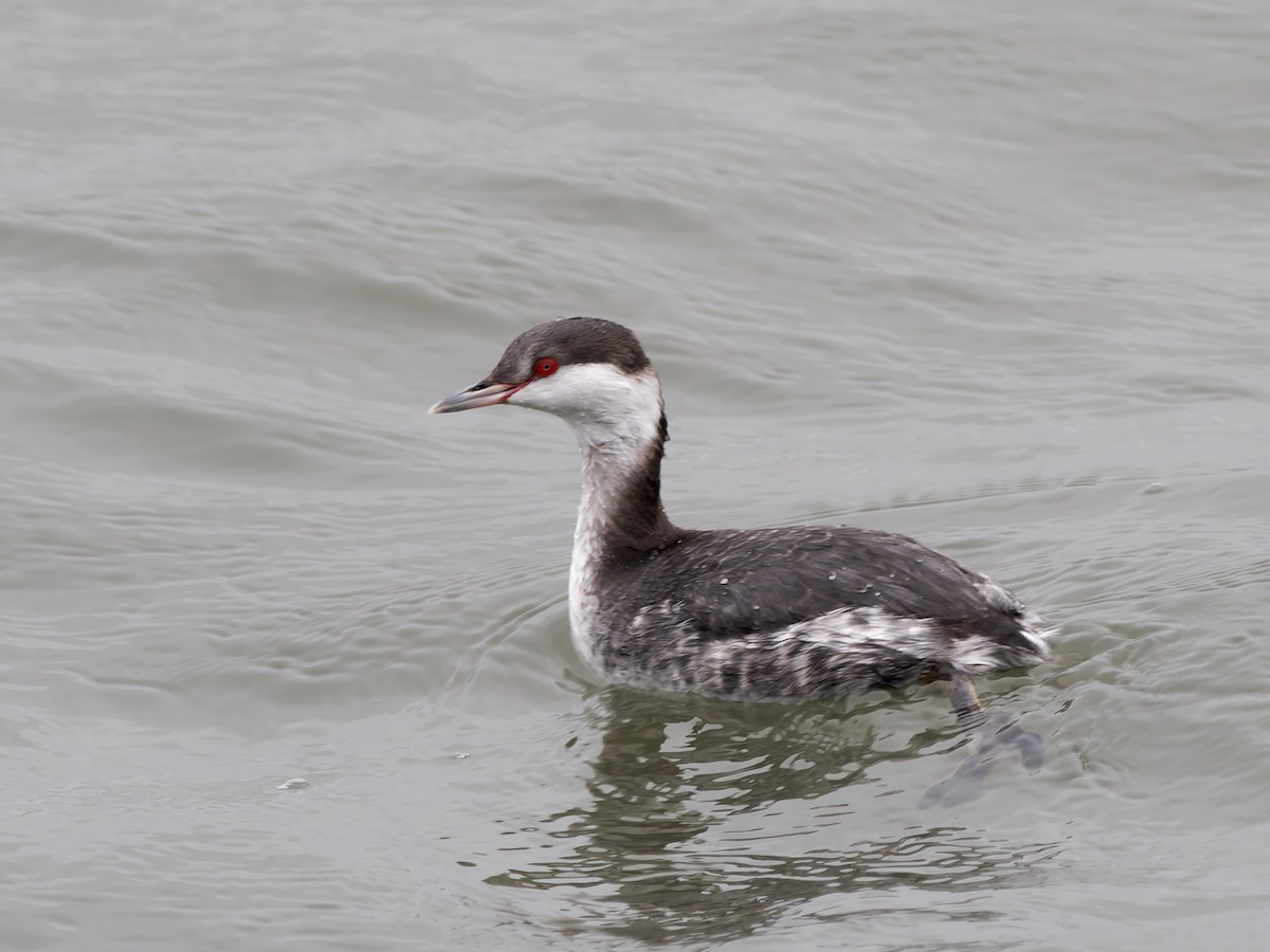 Horned Grebe - ML647886838
