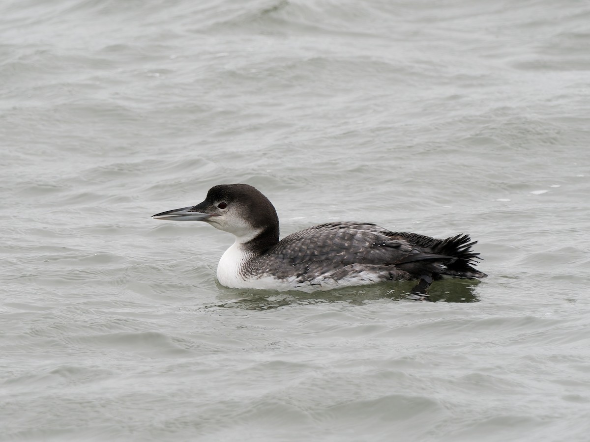 potáplice lední - ML647886852