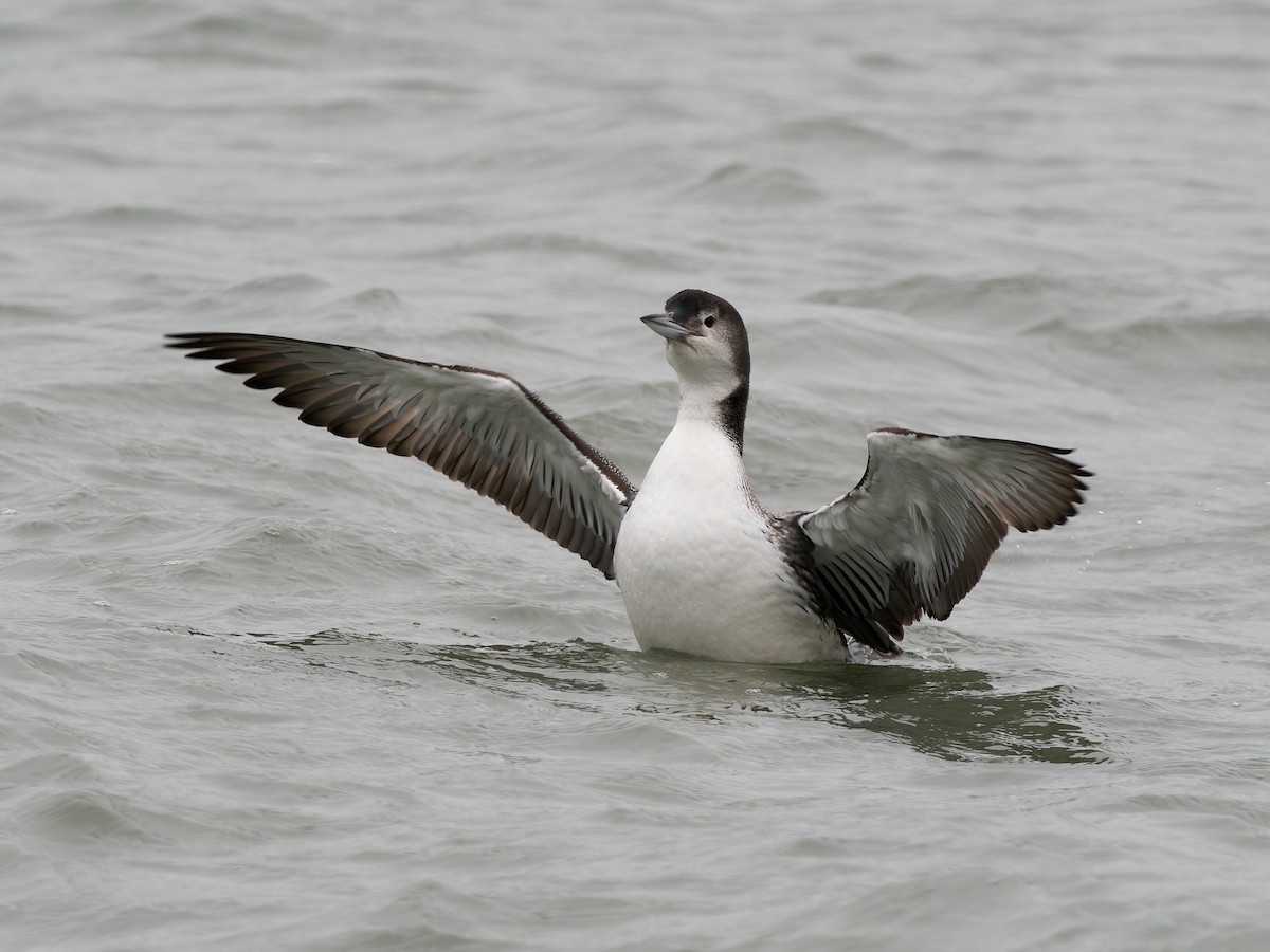 potáplice lední - ML647886853