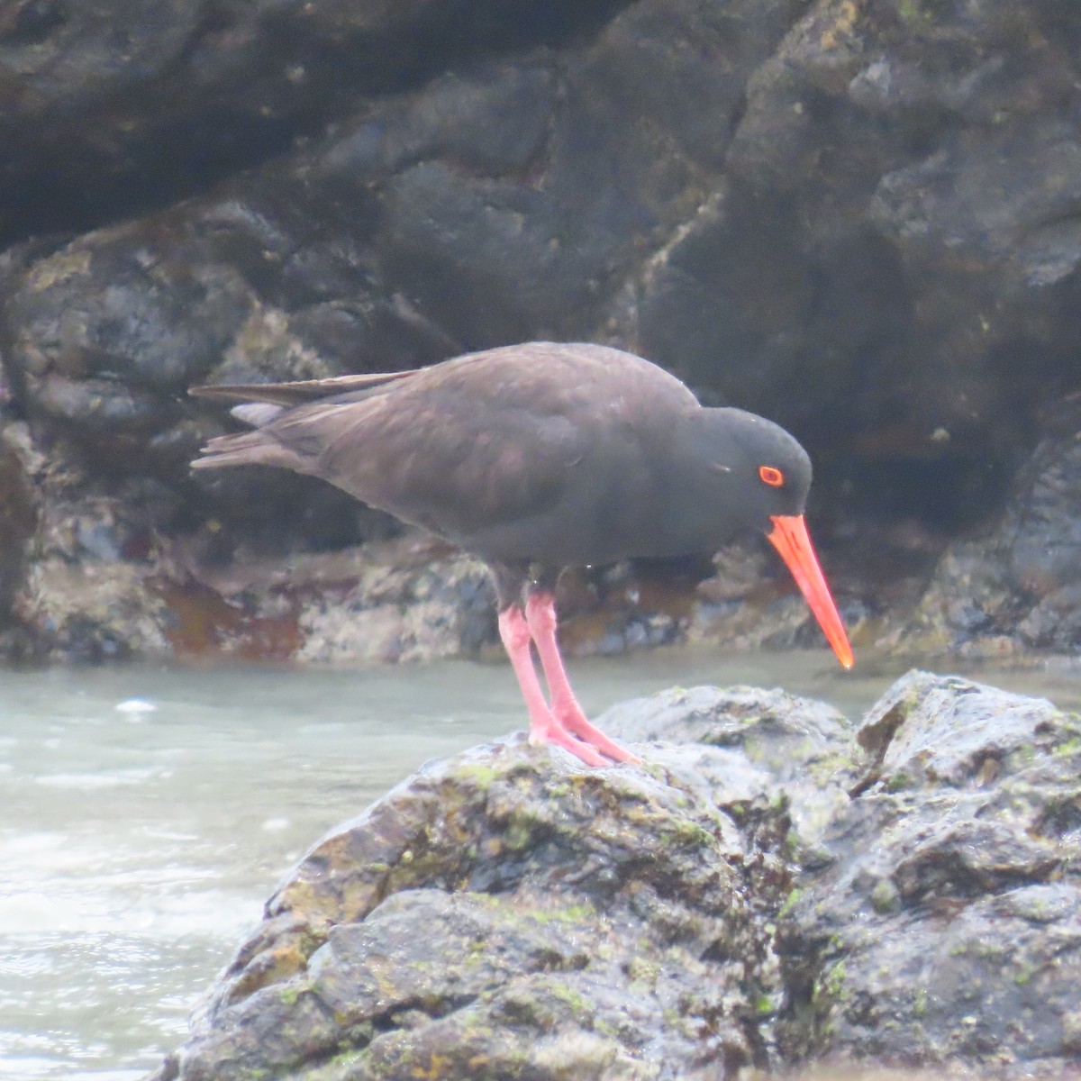 Sooty Oystercatcher - ML647886868