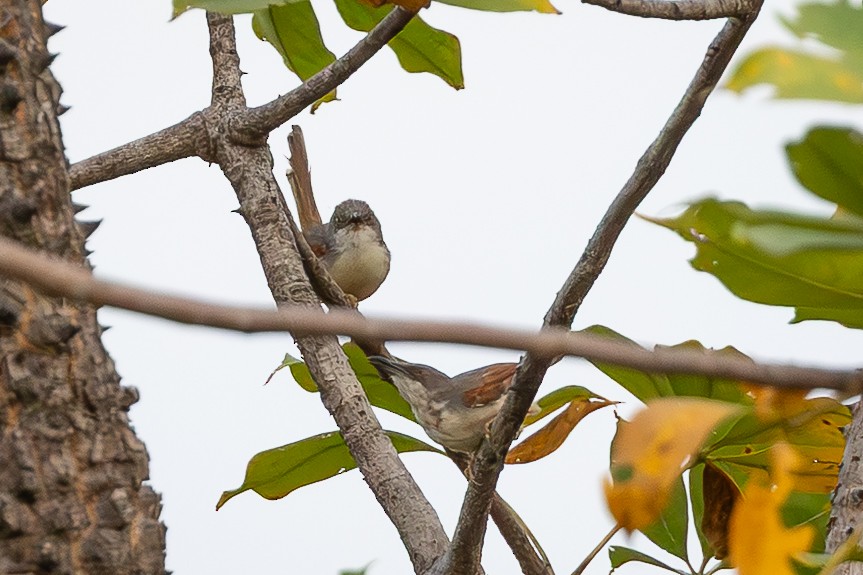 Red-winged Prinia - ML647886872