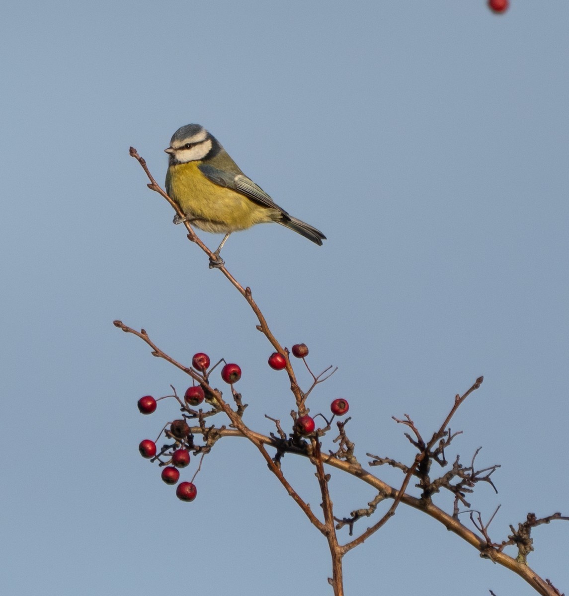 Eurasian Blue Tit - ML647886879