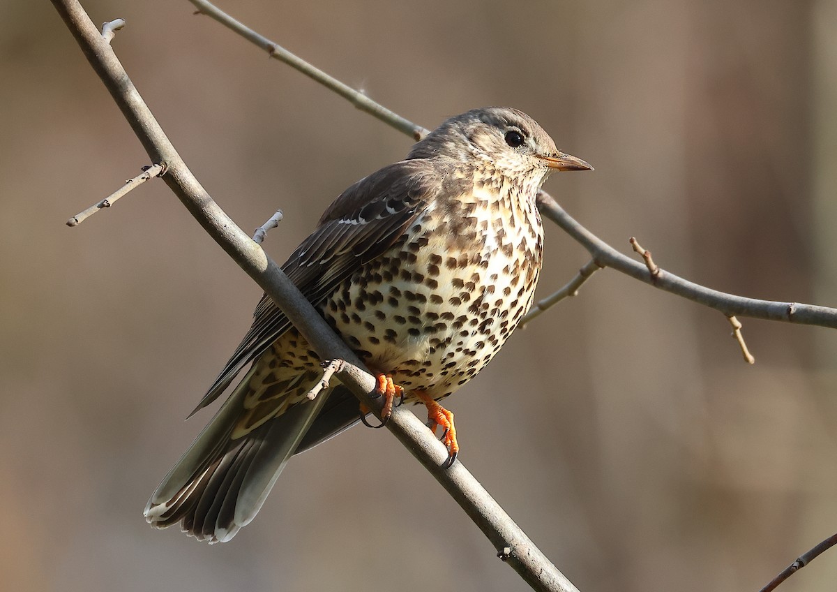 Mistle Thrush - ML647886880