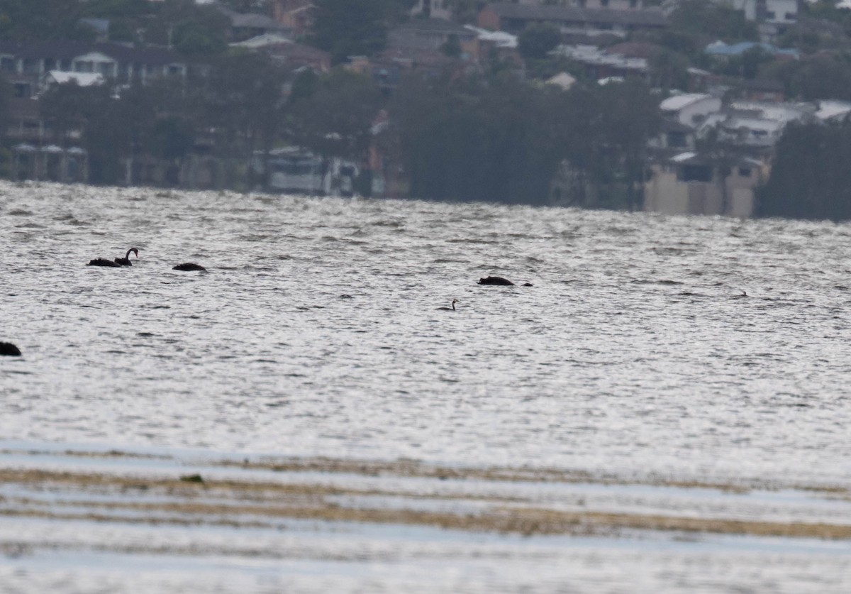 Great Crested Grebe - ML647886881